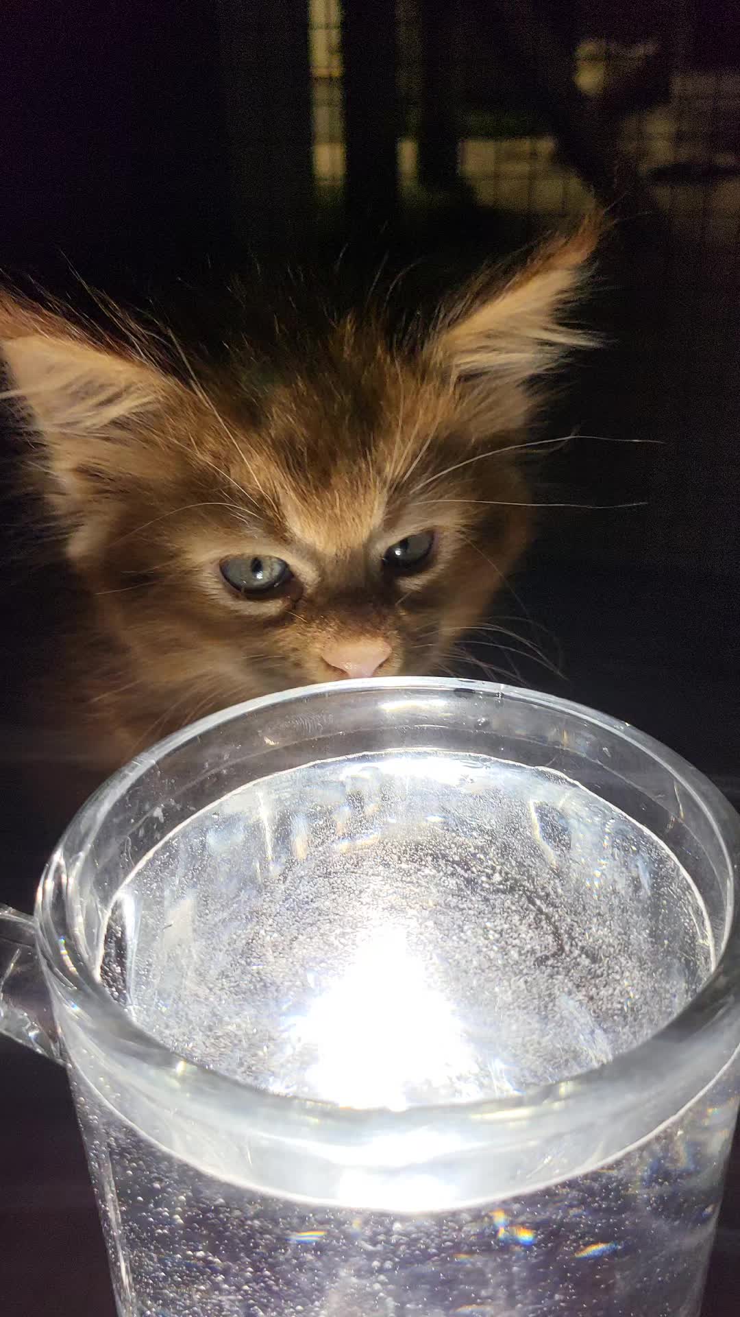 @Paw Palace Maine Coon