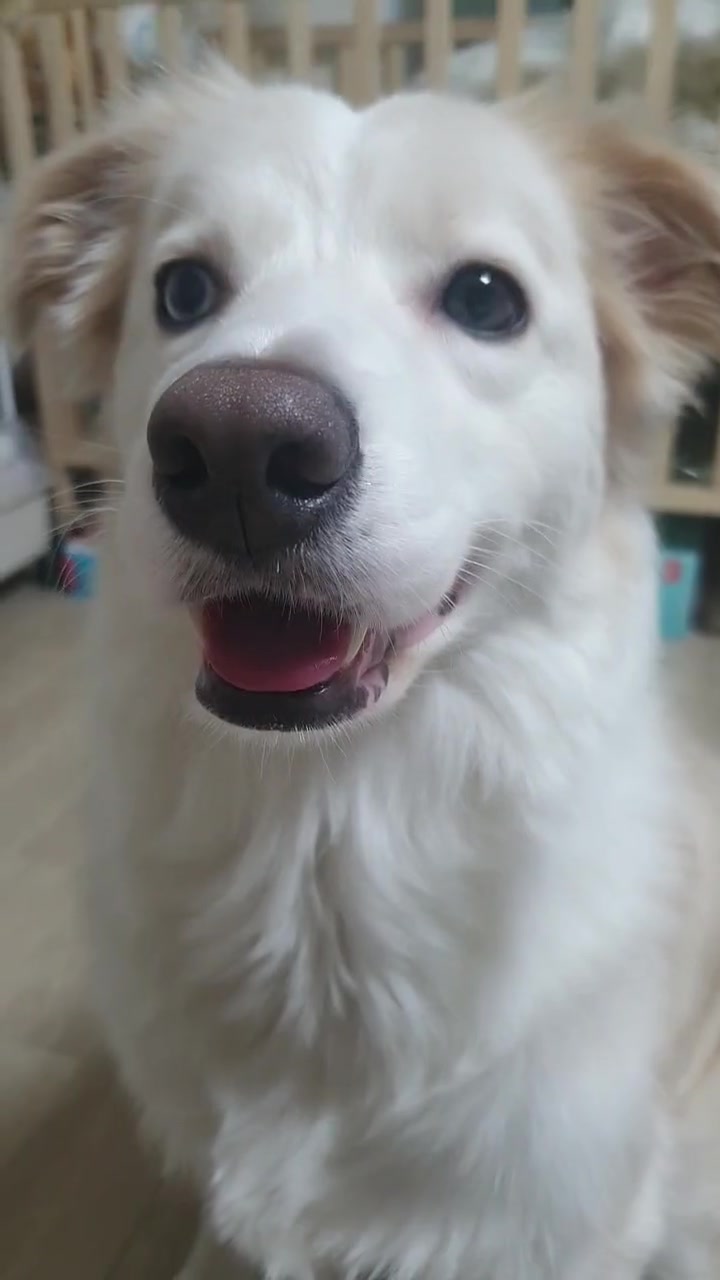 @레몬바라보리