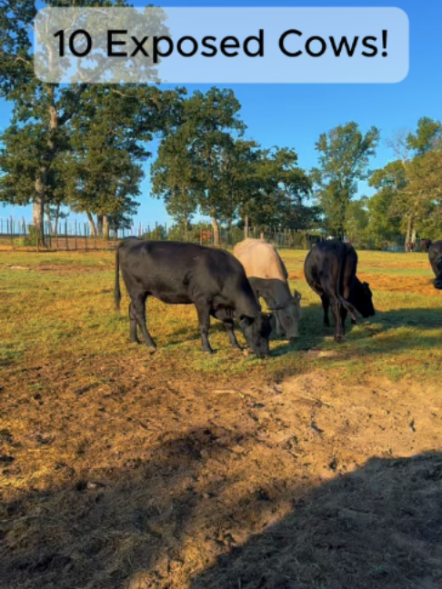 @Rutherford Land and Cattle