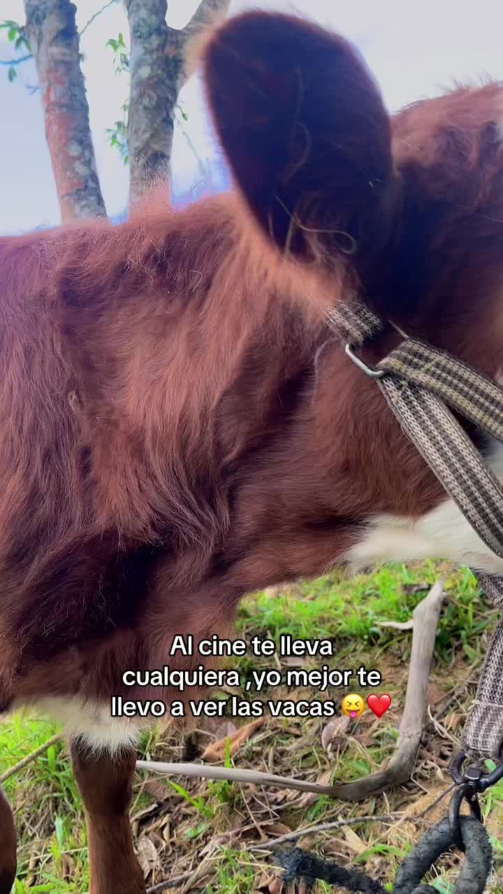 @cajamarquina ❤️