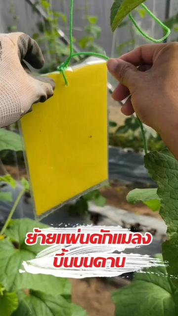 @Mote เมล่อนและไม้ด่าง