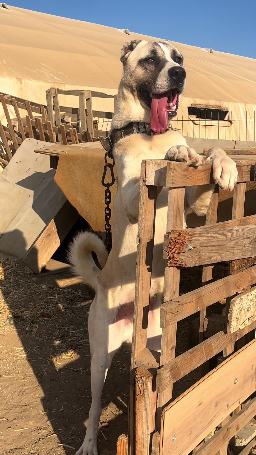 @💥K&ouml;rpe Kennels💥