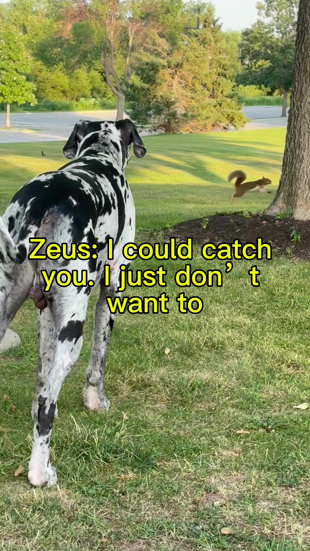 @Zeus