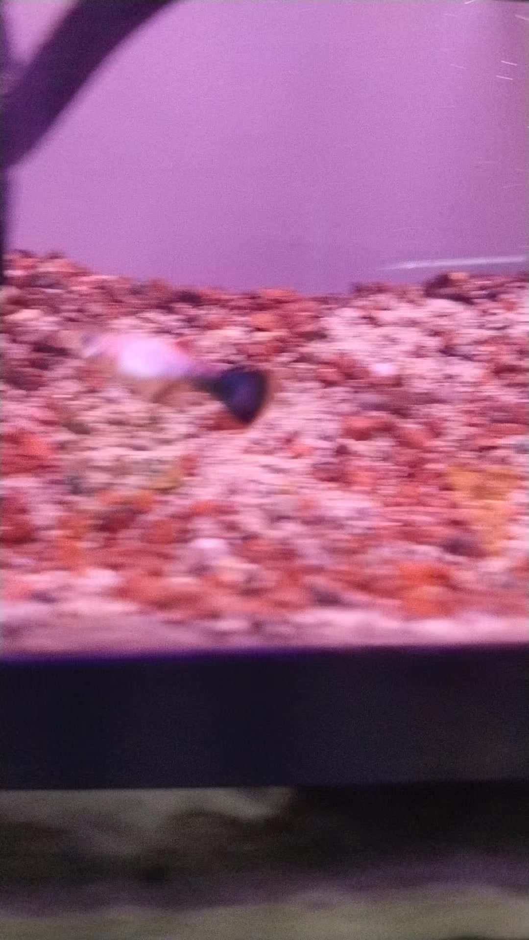 @Rodrigo EXOTIC AQUARIO