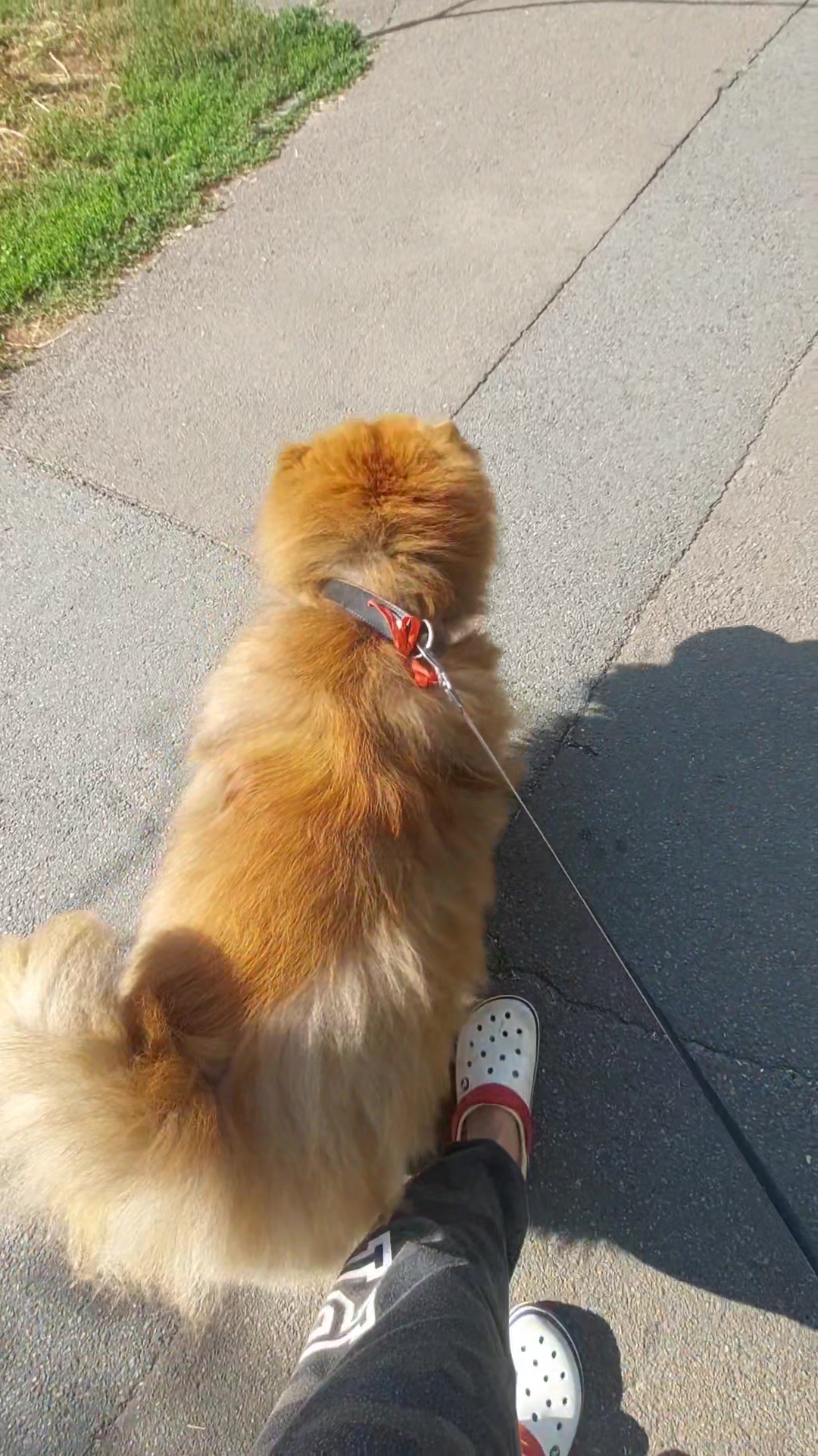 @Чау чау Тимоша❤️