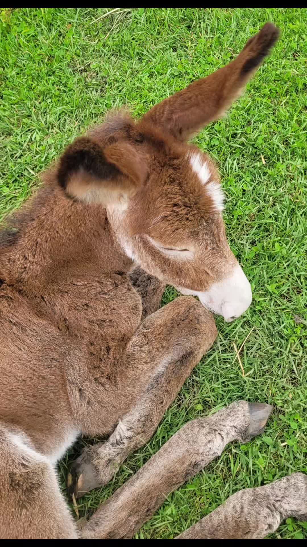 @🇨🇦Mule Momma 🇨🇦🇨🇦
