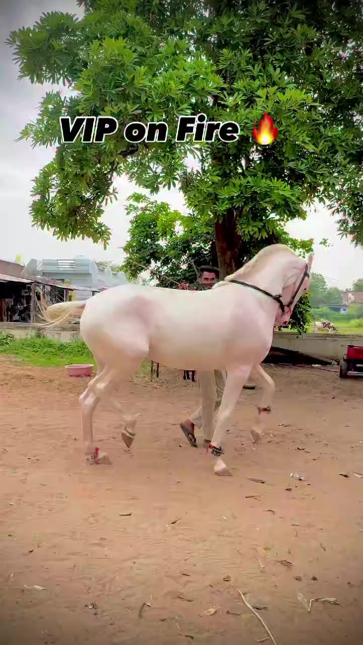 @@𝙂𝙍 𝙃𝙤𝙧𝙨𝙚 𝙁𝙖𝙧𝙢 🐴