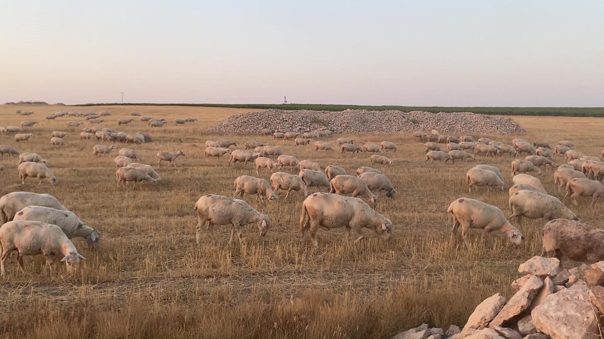 @KAPAKLIKAYA HAYVANCILIK