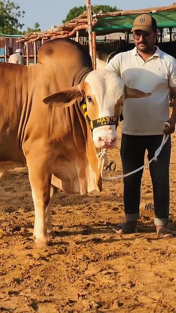 @Master Cattle Farm