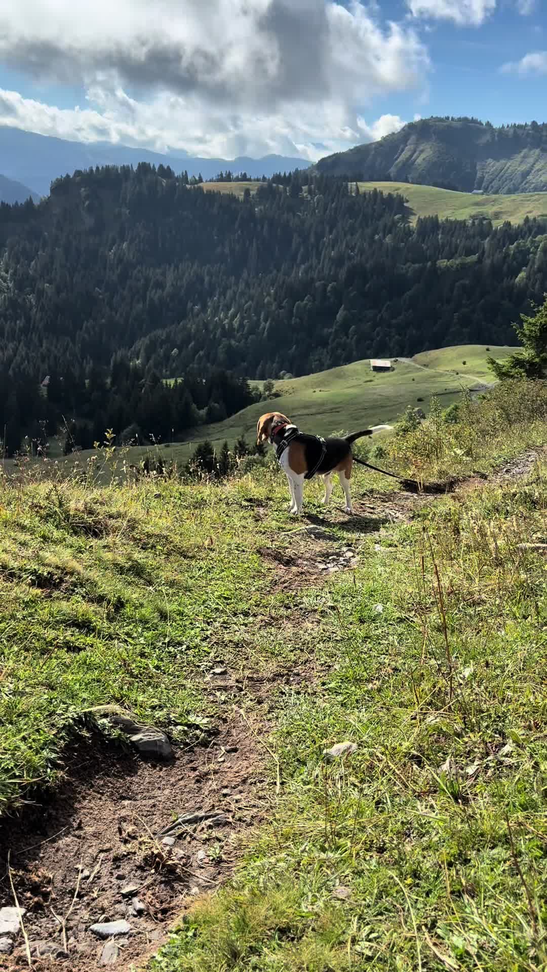 @Asko le Beagle💙