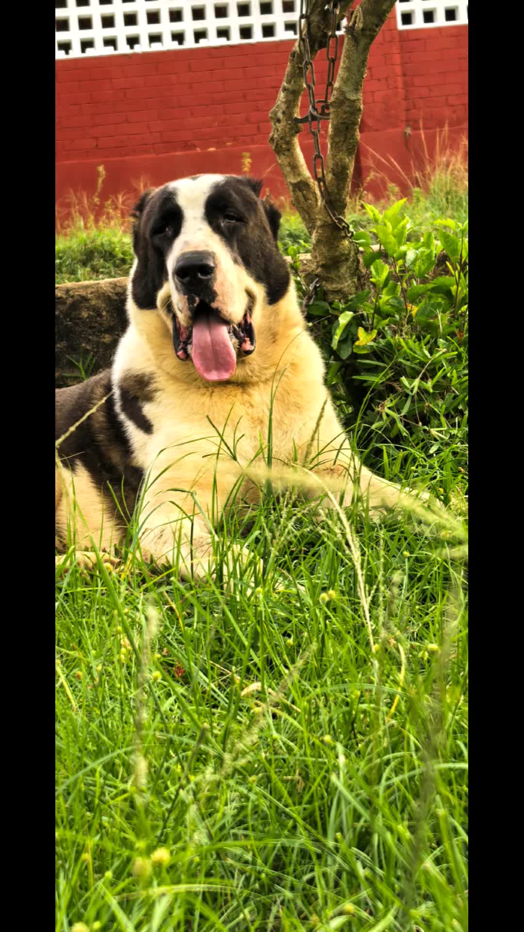 @FIRST CANE CORSO🐾🇨🇮🇨🇮🐾