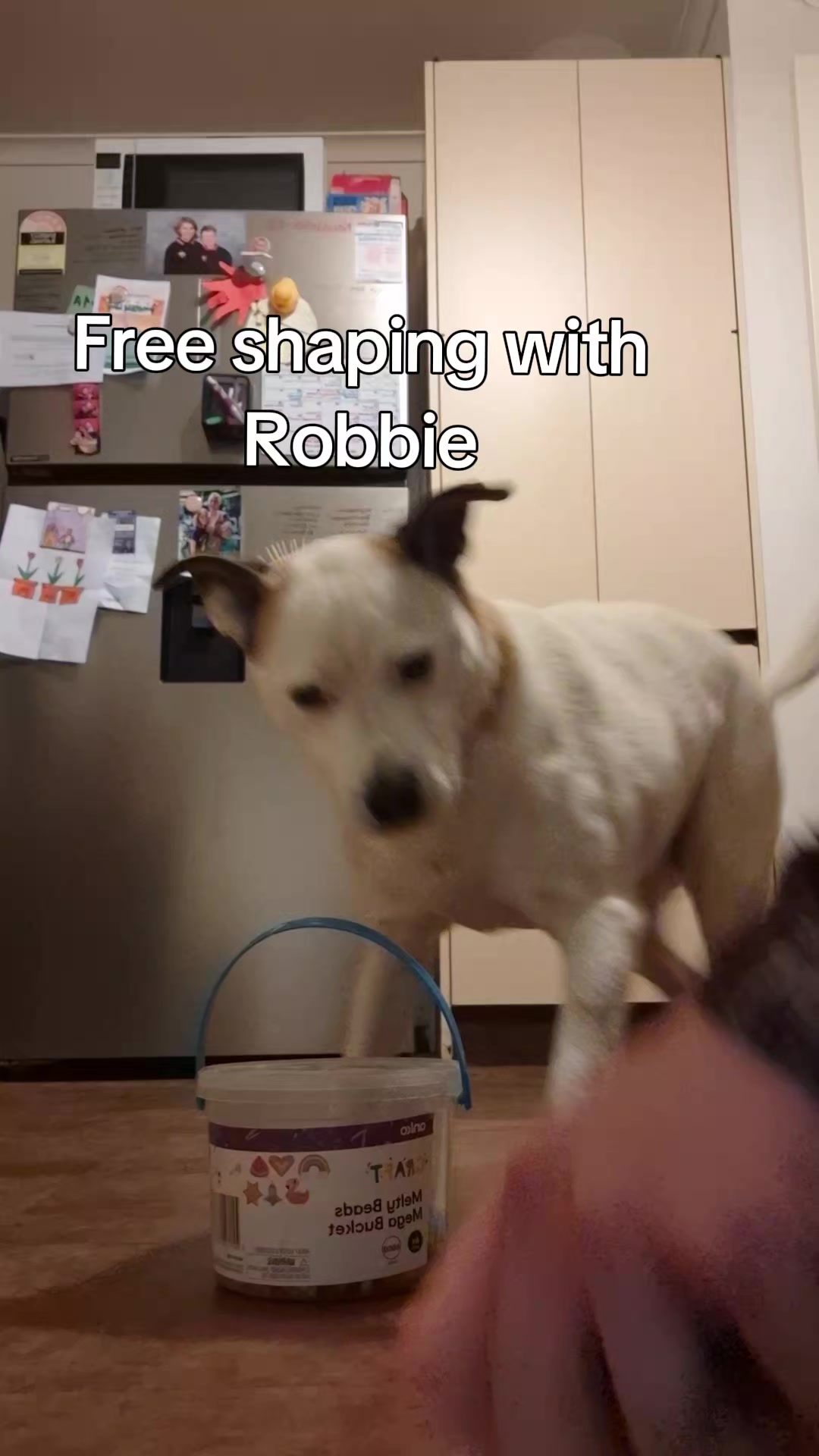 @dogs_and_stuff_8