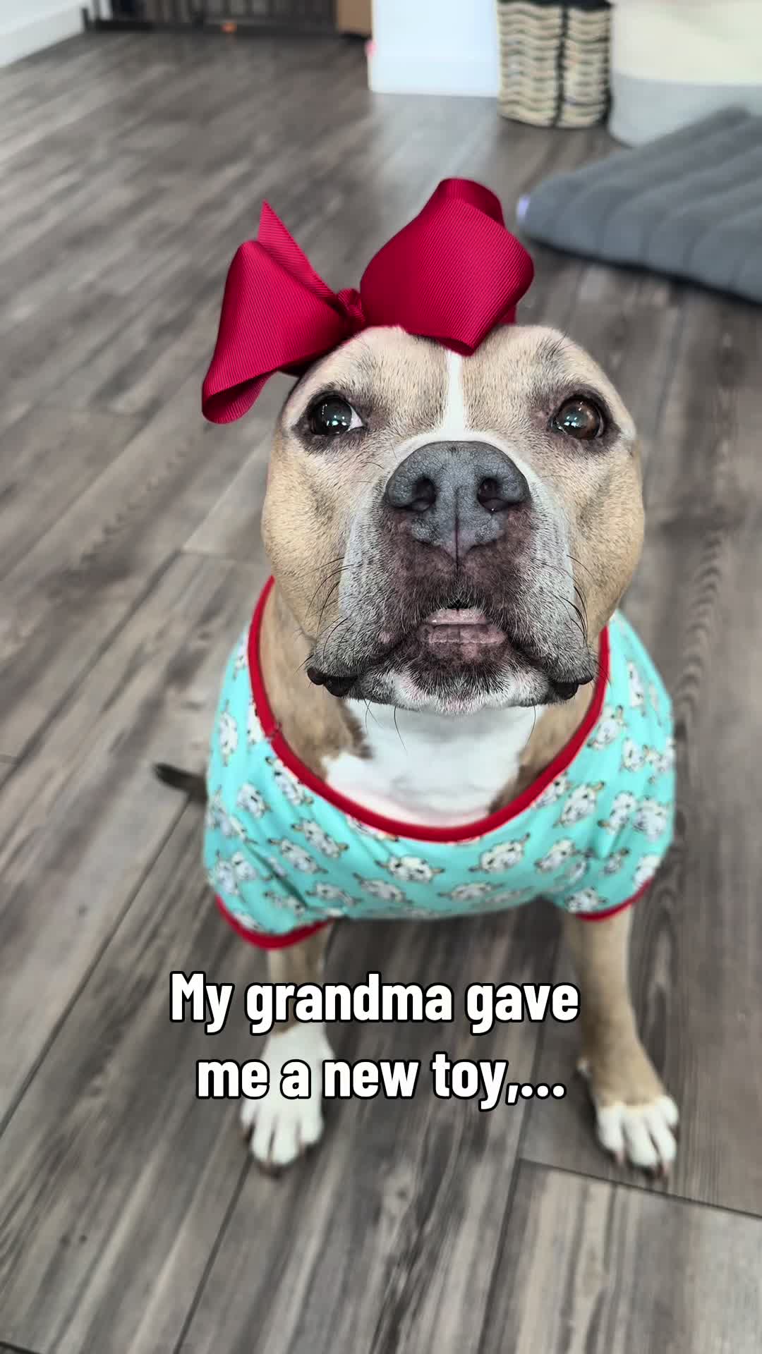 @Indie.pittie