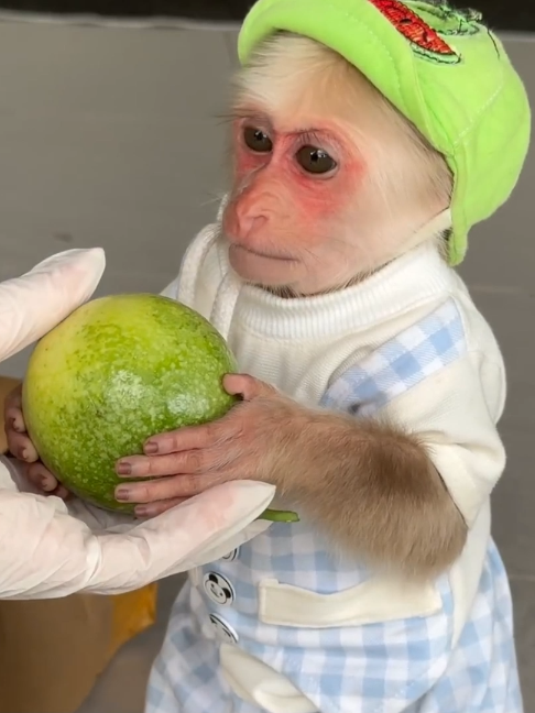 @Monkey TP