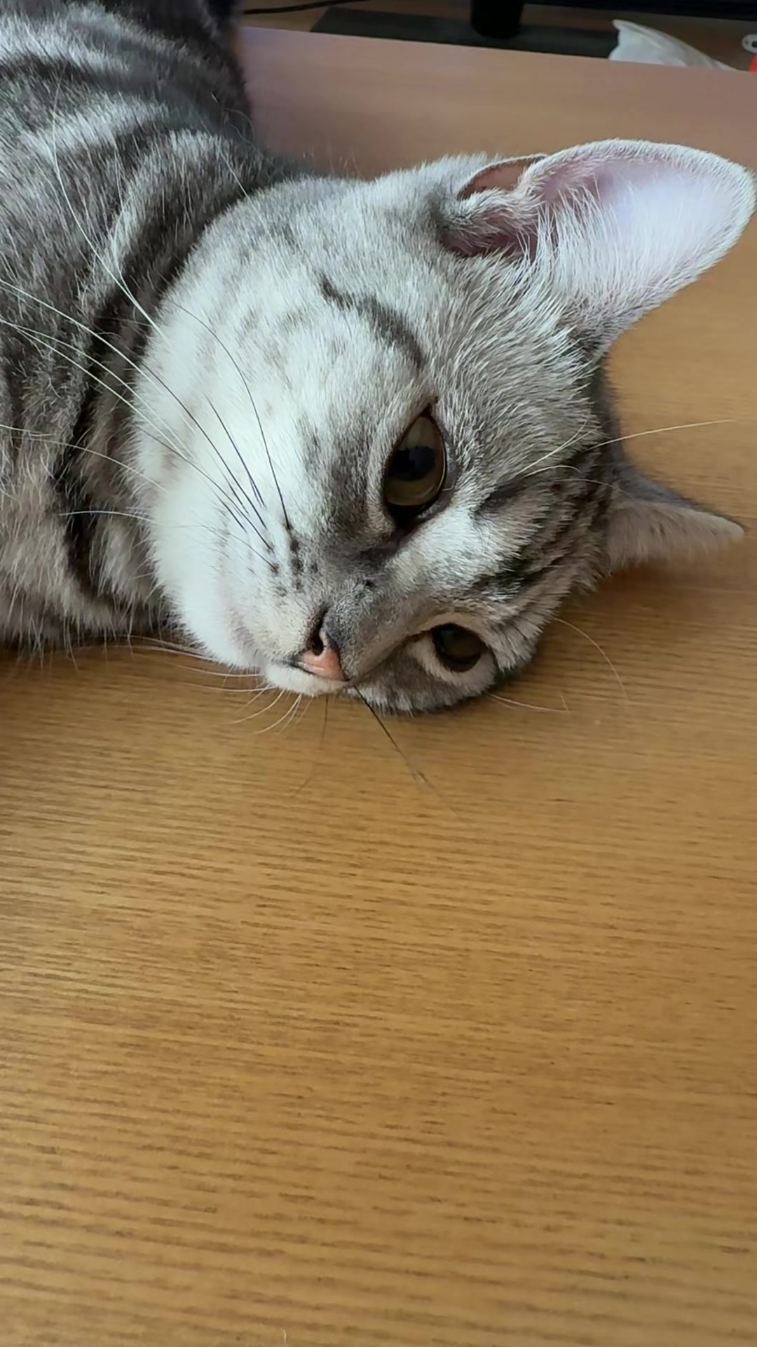 @パンダコンダ