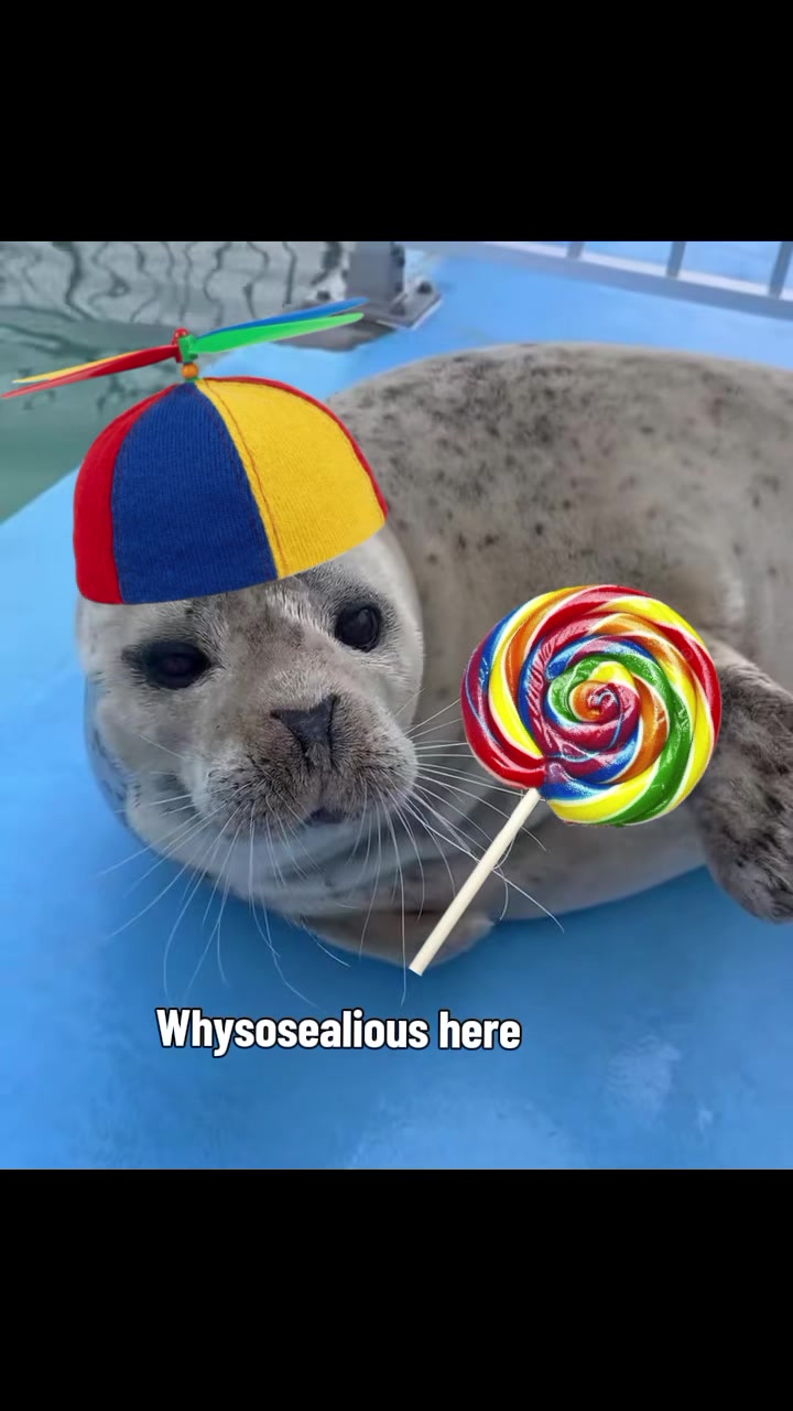 @Whysosealious?