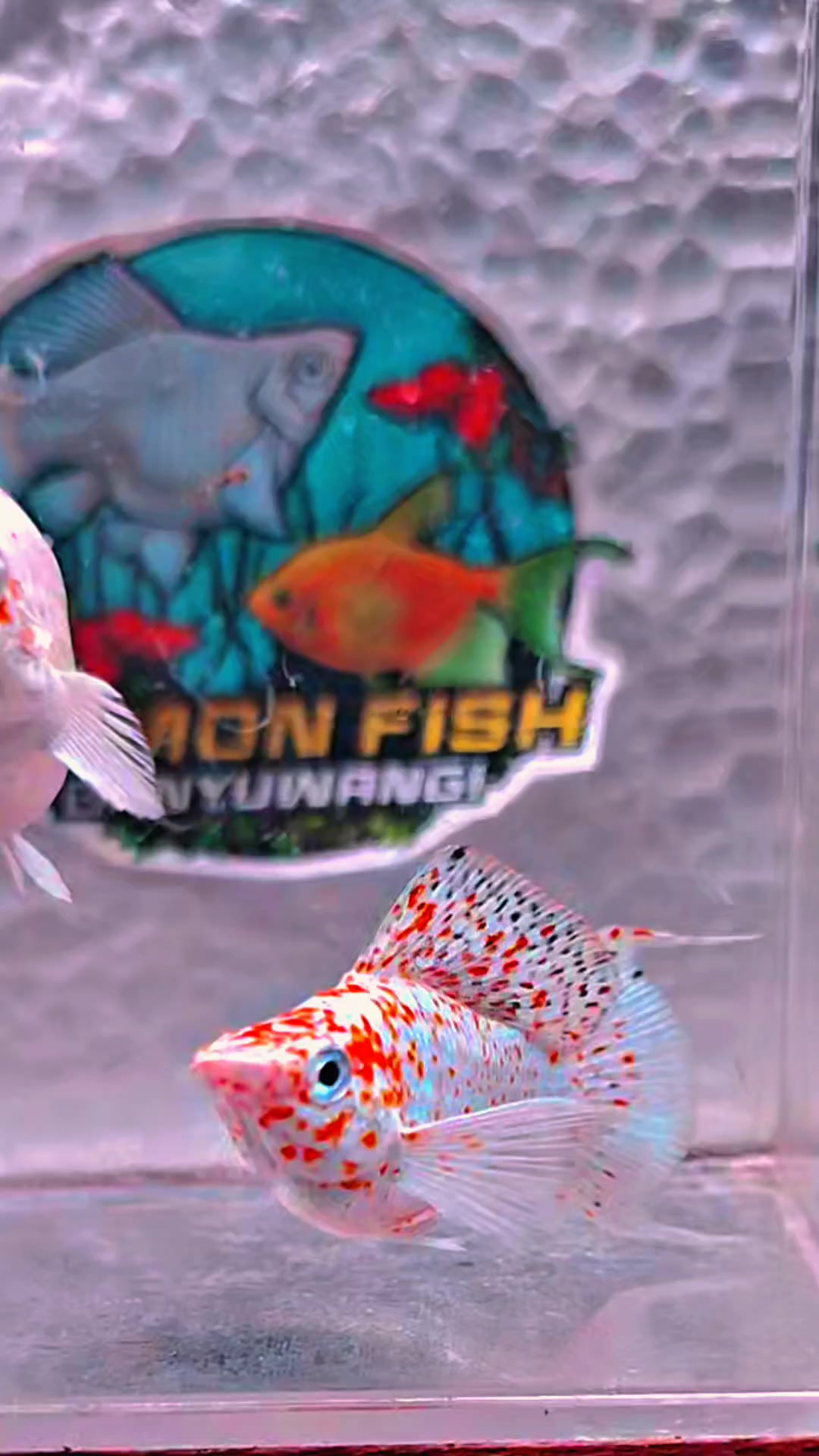 @Ramon Fish Banyuwangi
