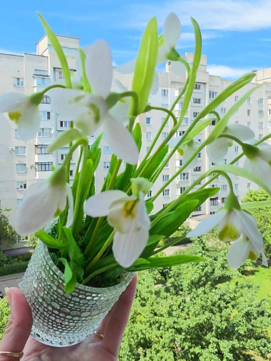 @Виктория Броши