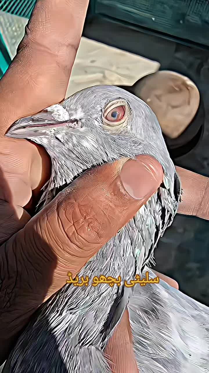 @Malik Mohkam Khokhar