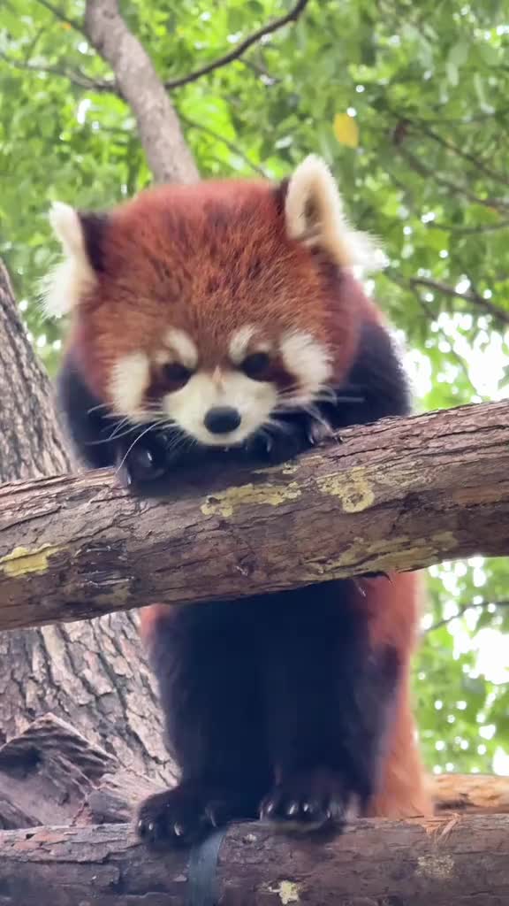 @Krezhi Panda 90