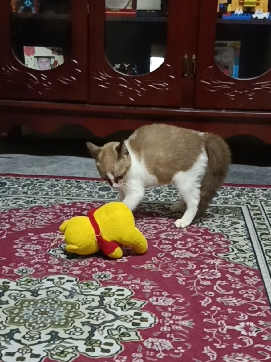 @fuad je.
