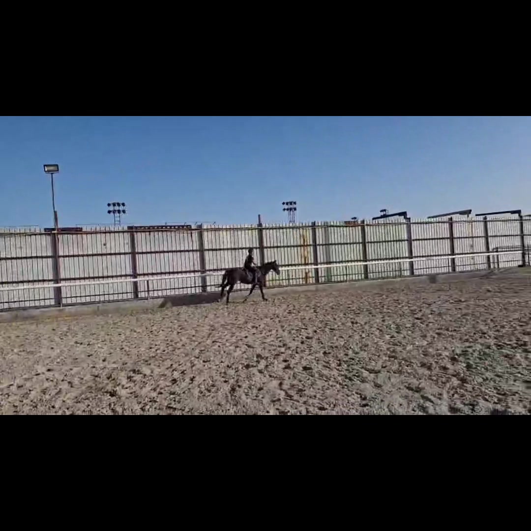 @Al Bosta Equestrian