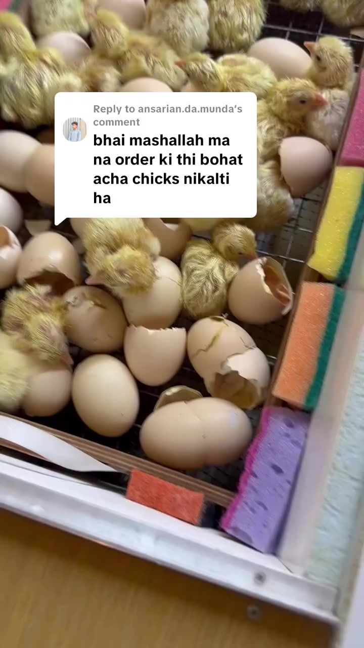 @Hazara Incubators