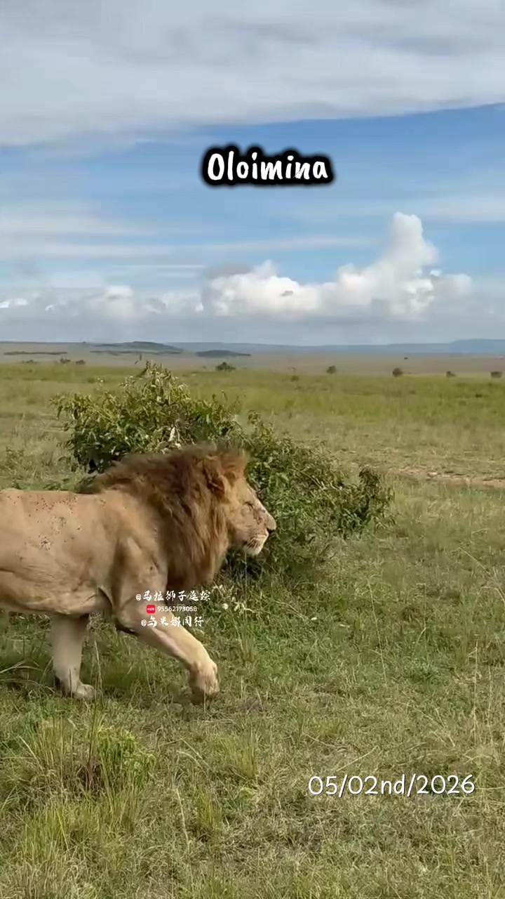 @Leonie 🦁 (Orpadan's version)