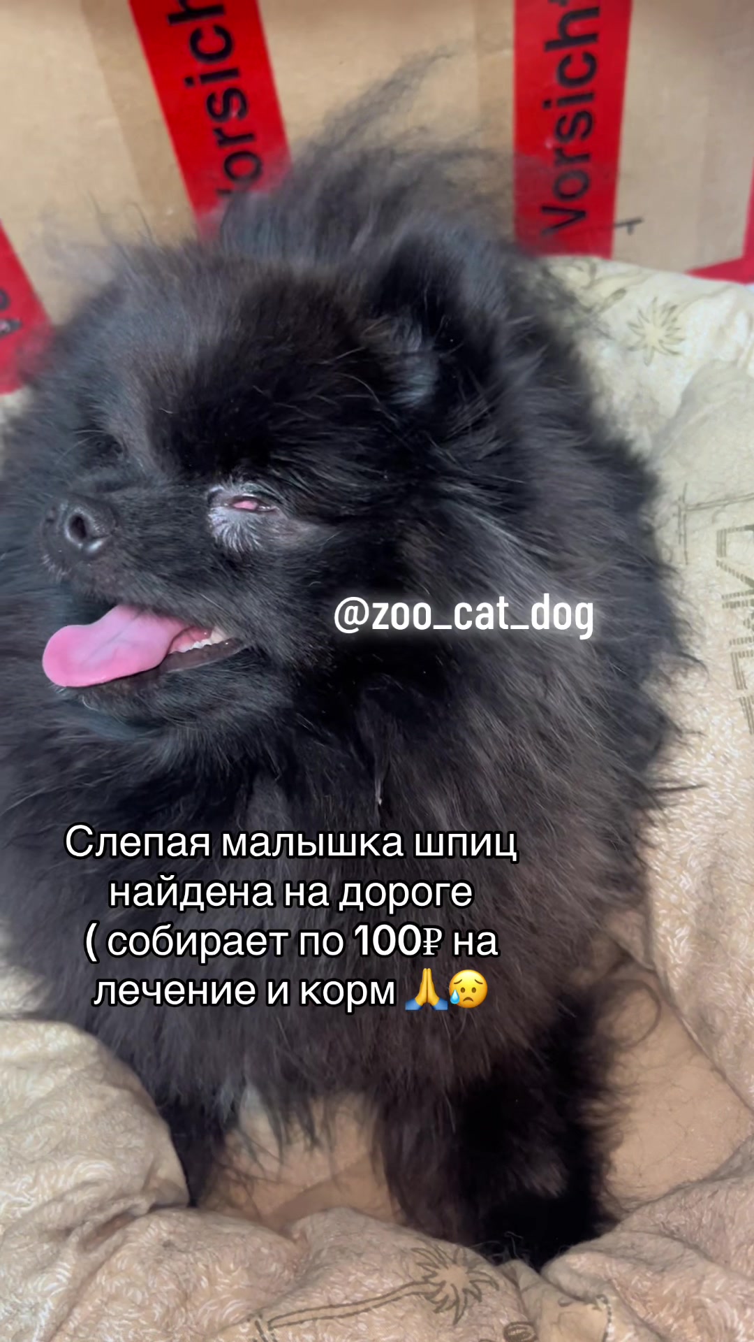 @zoo_cat_dog