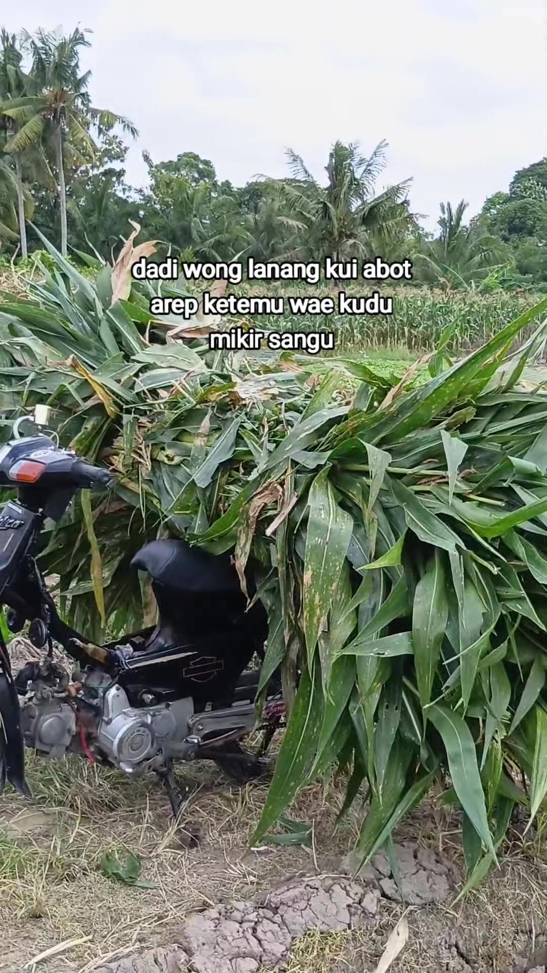 @【Aku Wongmu】