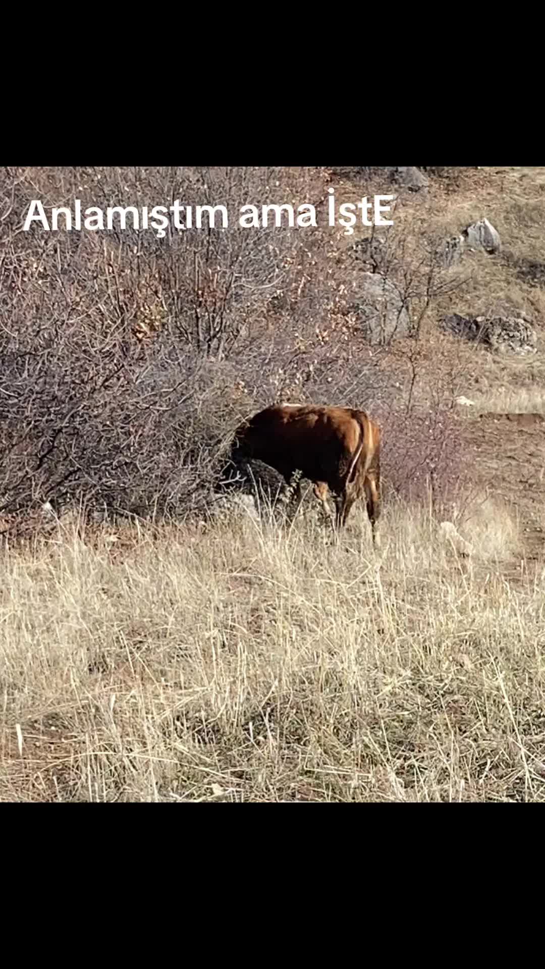 @ferittcan