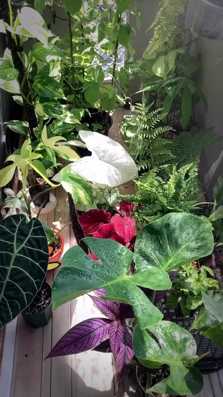 @plantsparadiseplanet