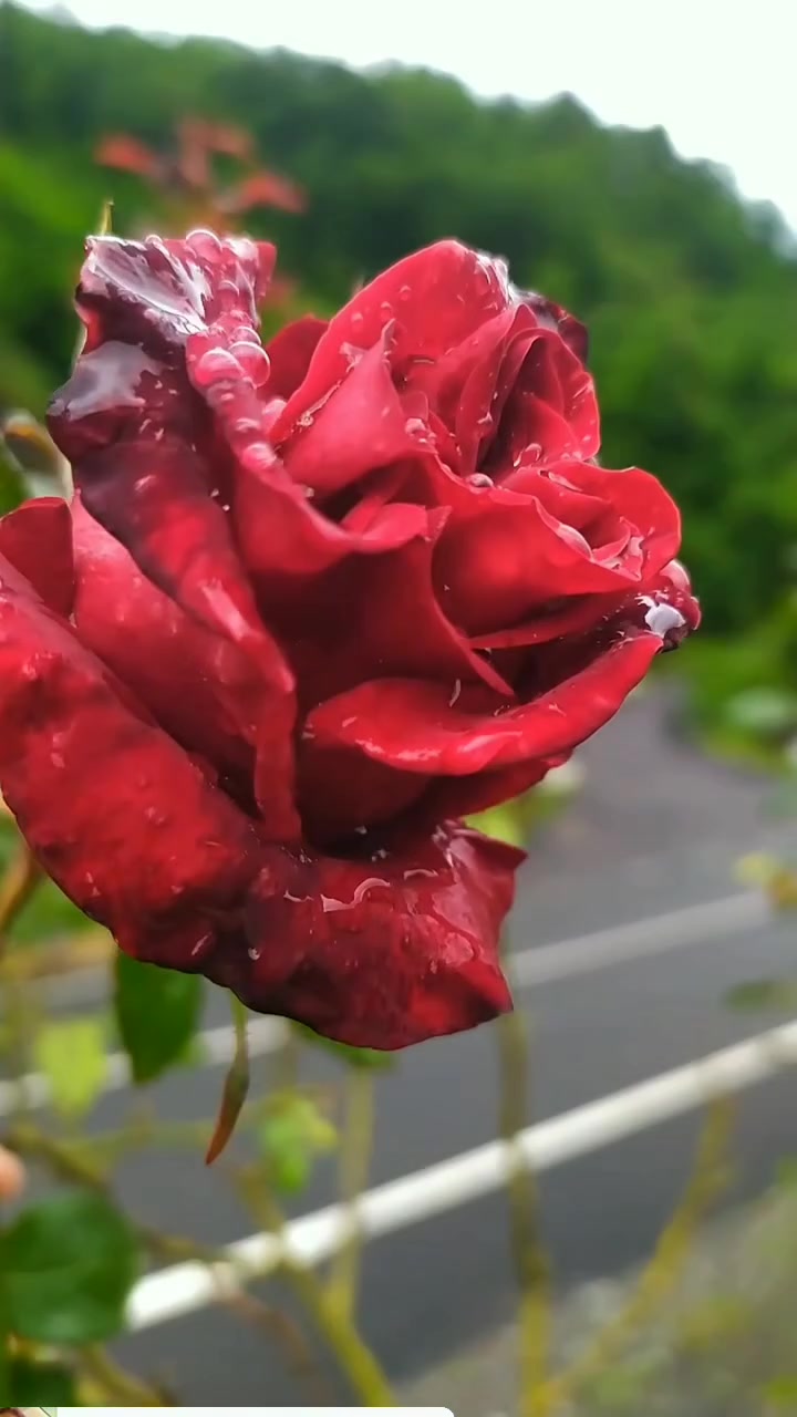 @_Hafizali61