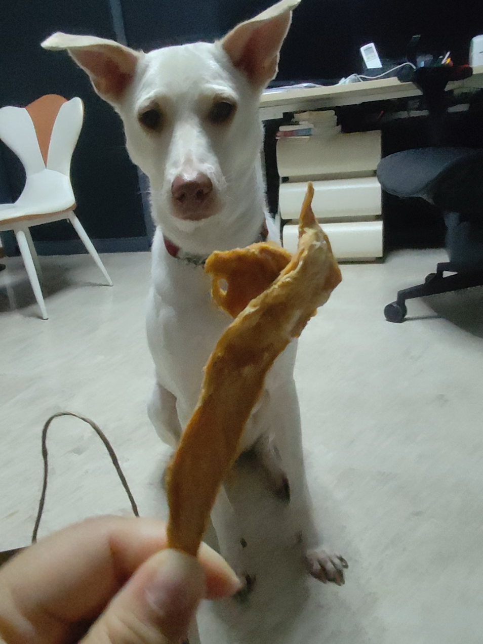 @DDhousepet
