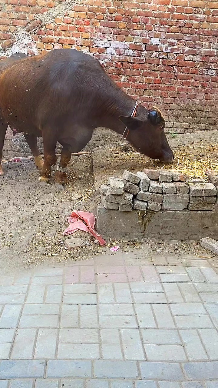 @Abid Dairy Farm