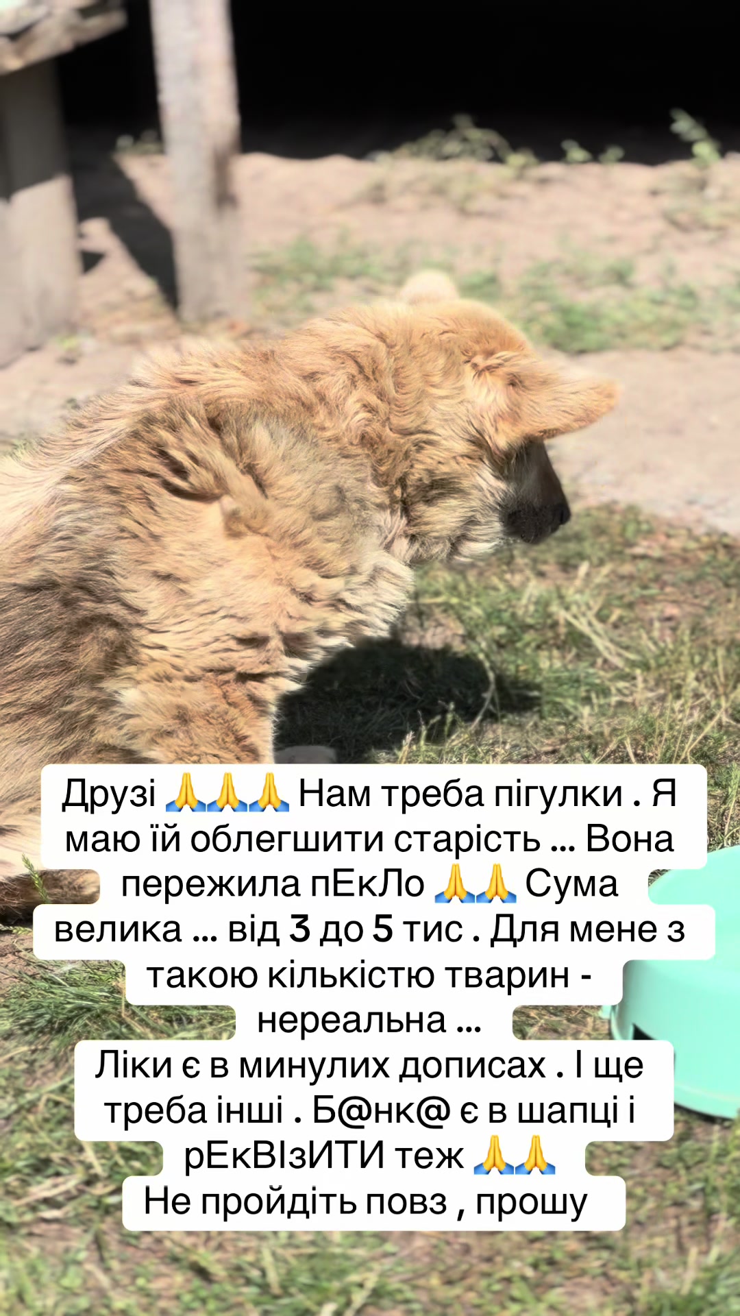 @tanya.help.animal