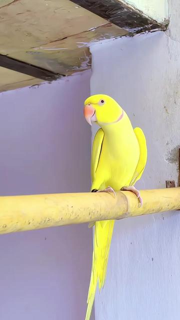 @WA Aviary