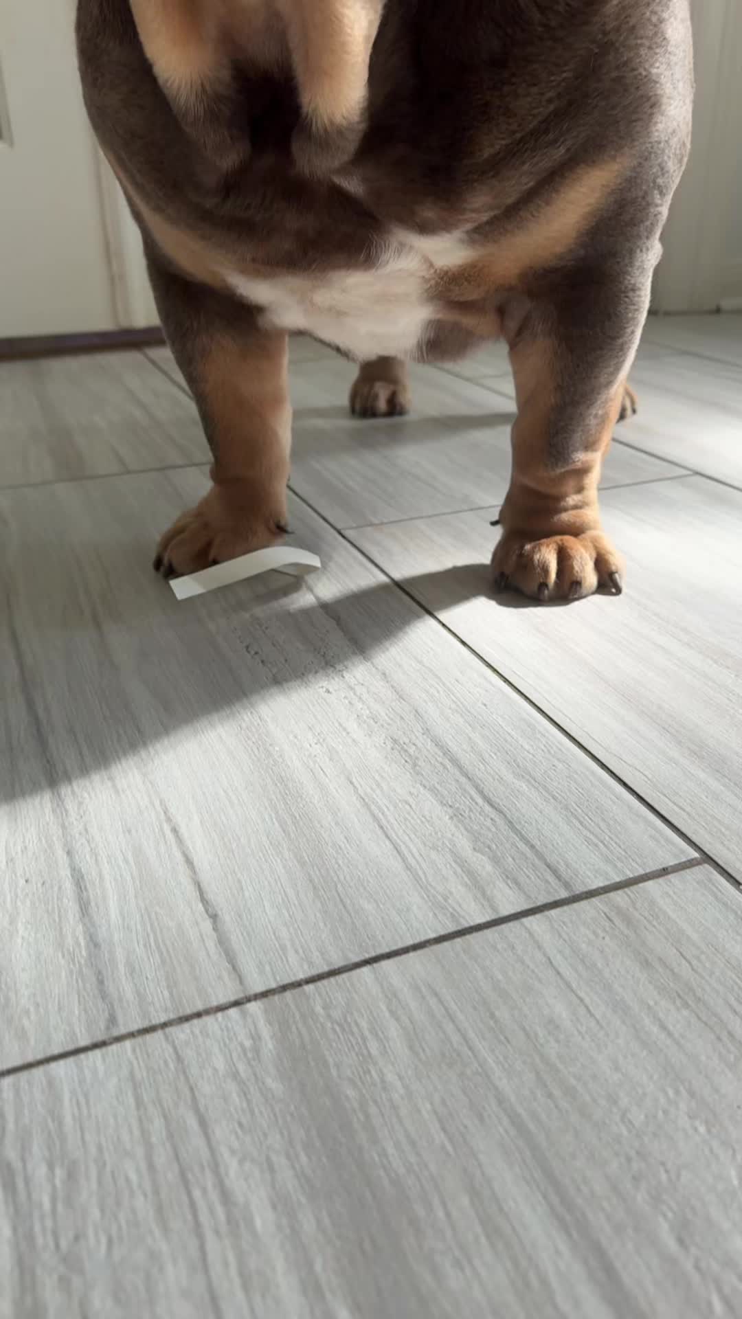 @RawlsTheBulldog