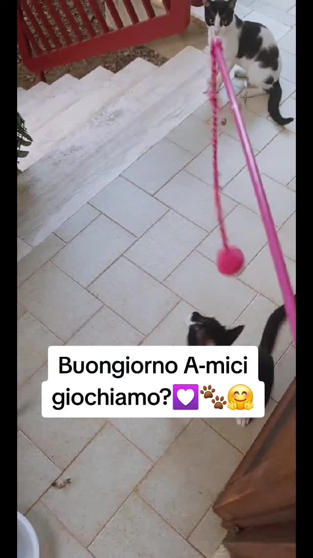 @AmiciMiao
