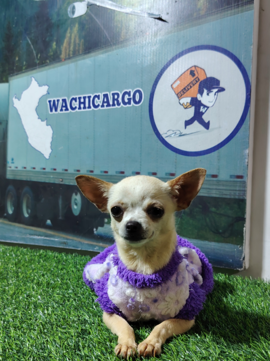 @WACHICARGO Pets