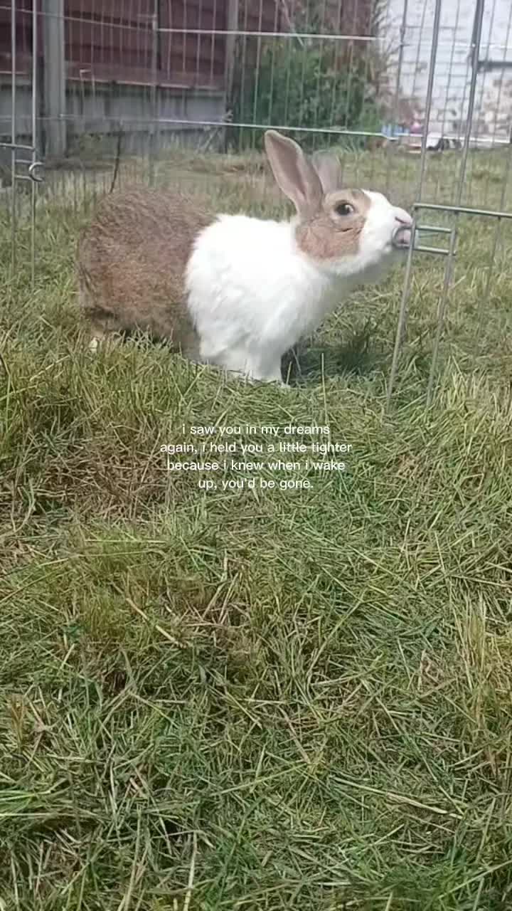 @Lyla,Loki,Misty&Luna💖
