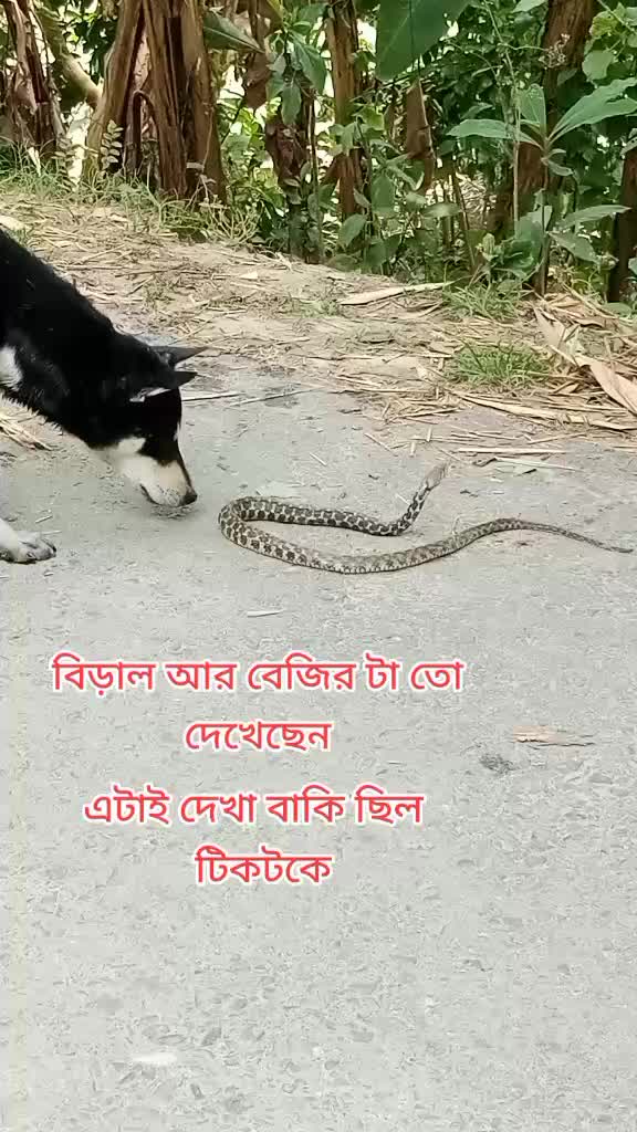 @Md abulhossain 4005