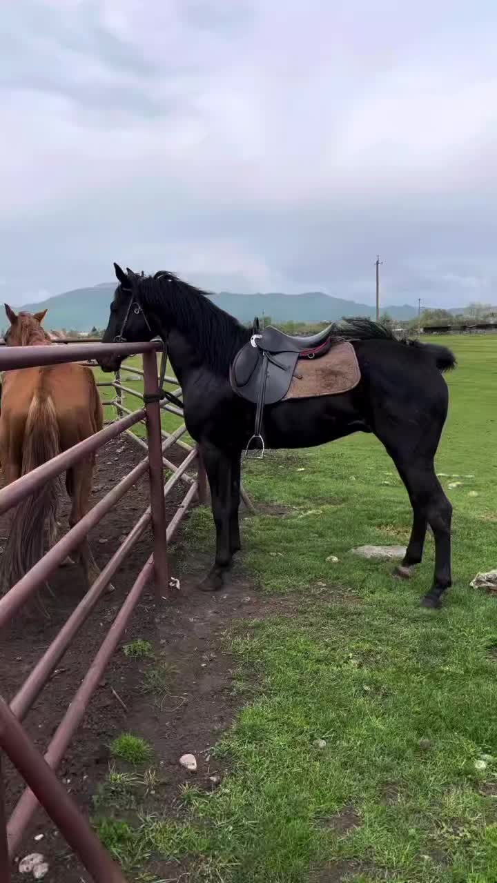 @Վաչե Գևորգյան