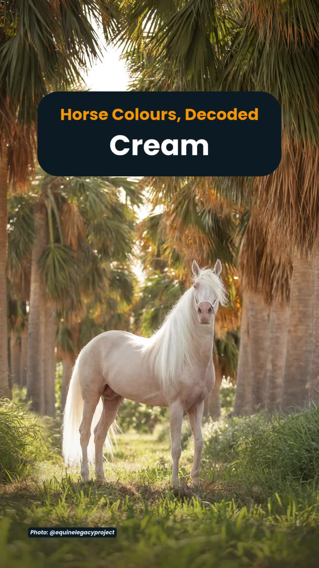 @Horse Reality