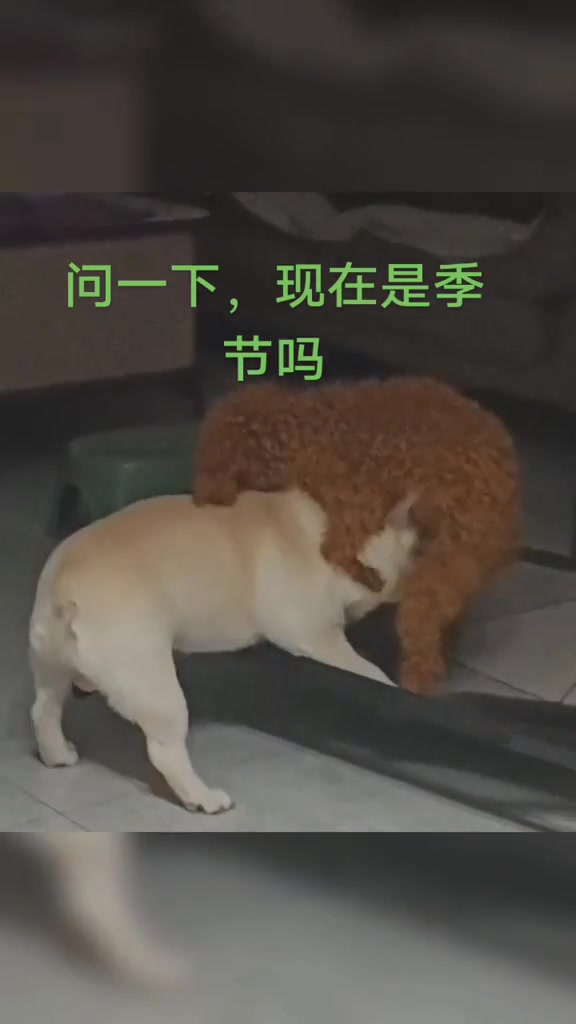 @cutepetfoodie