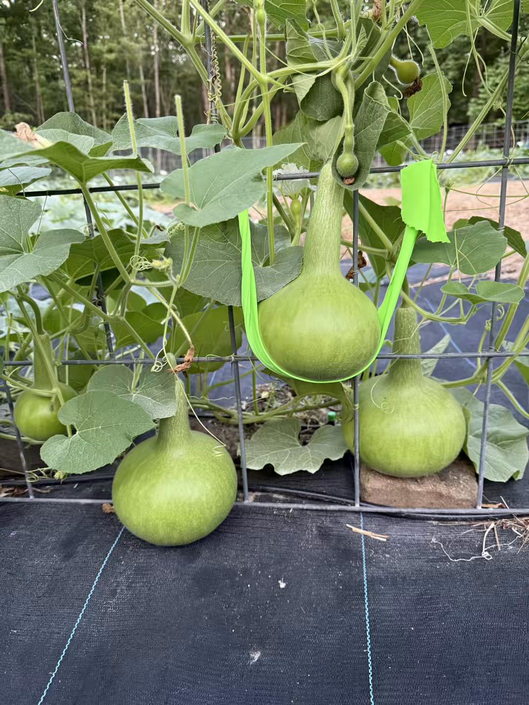 @Gourdfarmer