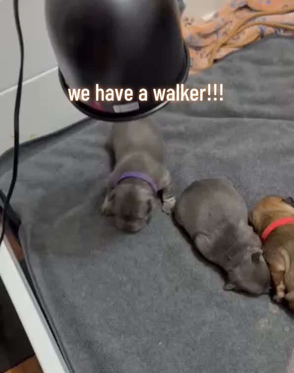 @AandDFrenchies