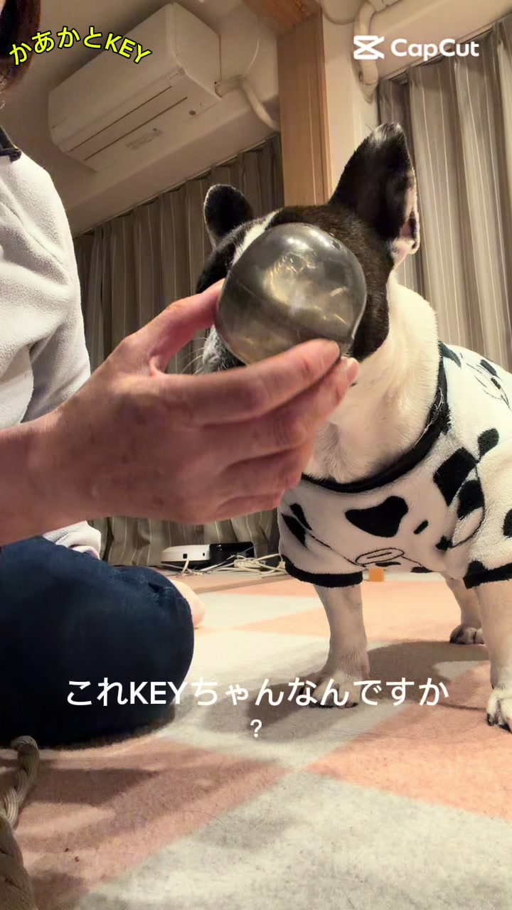 @かあかとKEY フレンチブルドックの日常