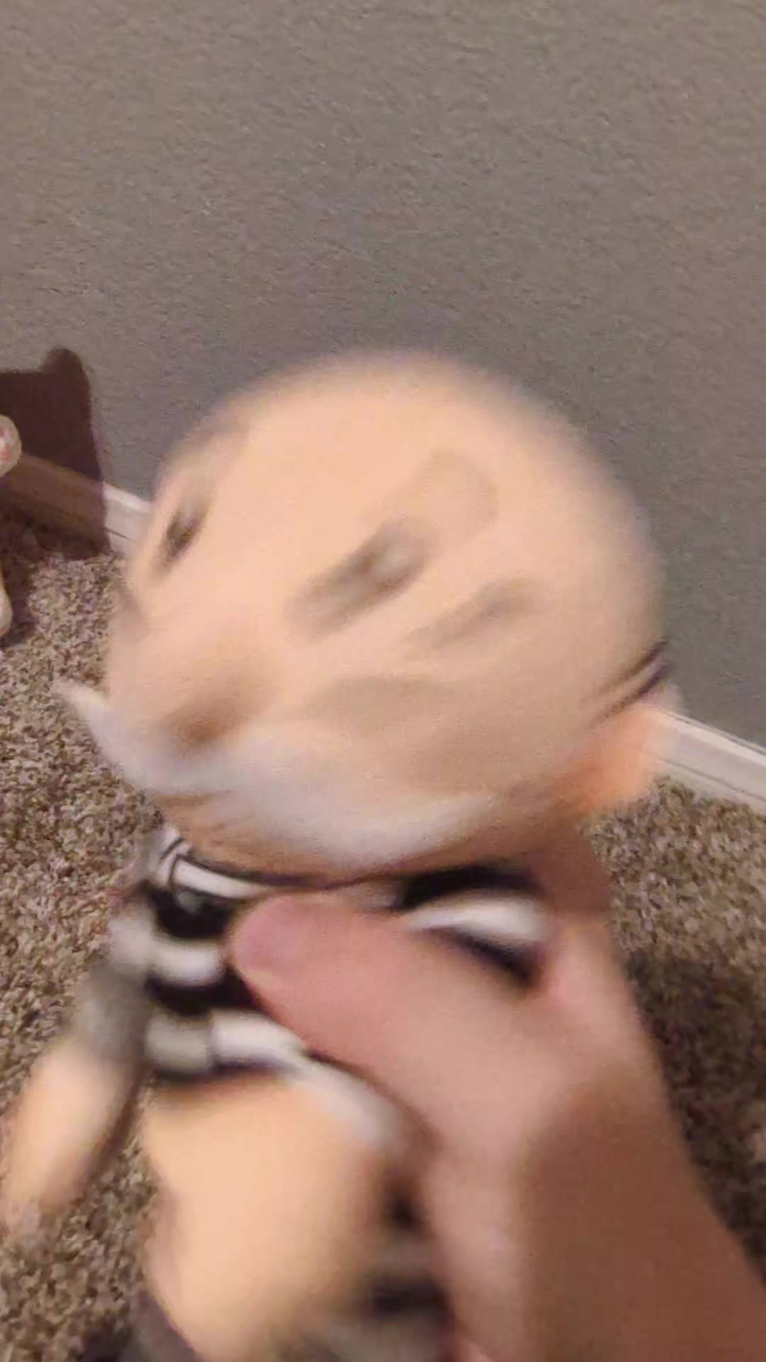 @shydoshiba