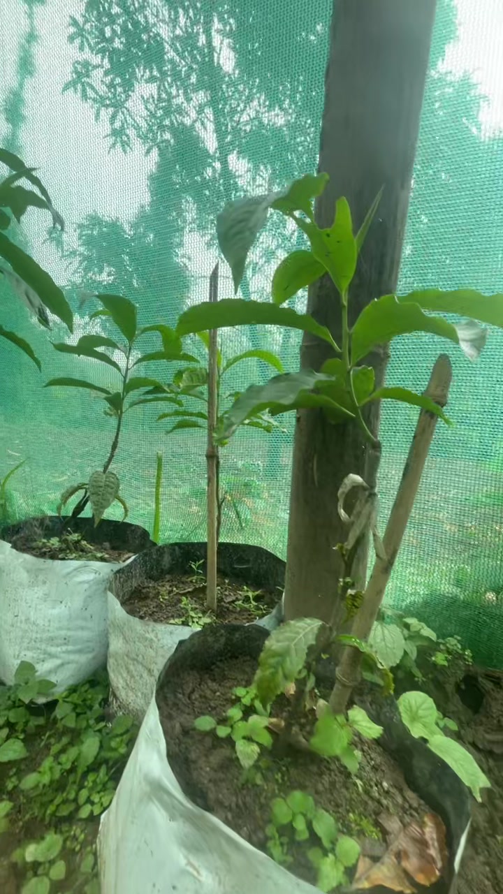 @नखावा कृषि